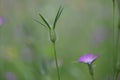 Common corn-cockle Agrostemma githago, close-up of bud and flower Royalty Free Stock Photo